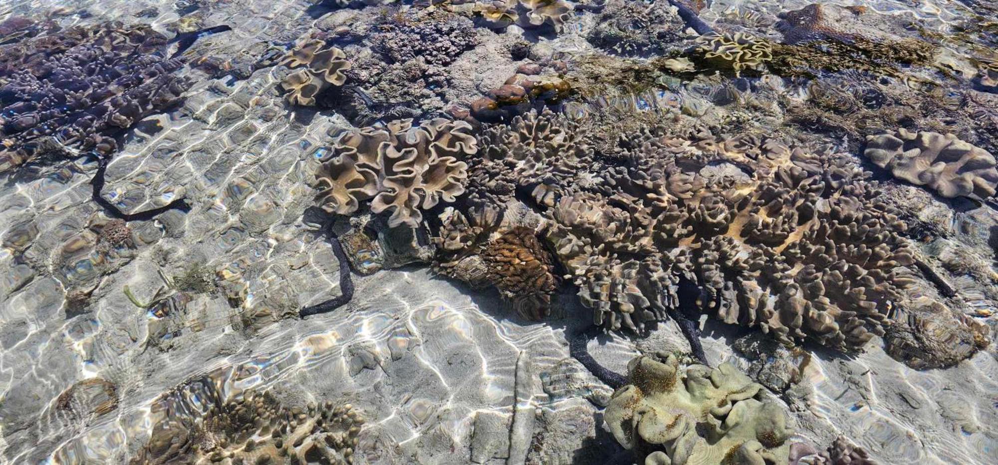 Eagles Nest Beach Resort ダバオ　シティ エクステリア 写真